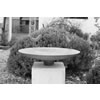 Birdbath ed VII